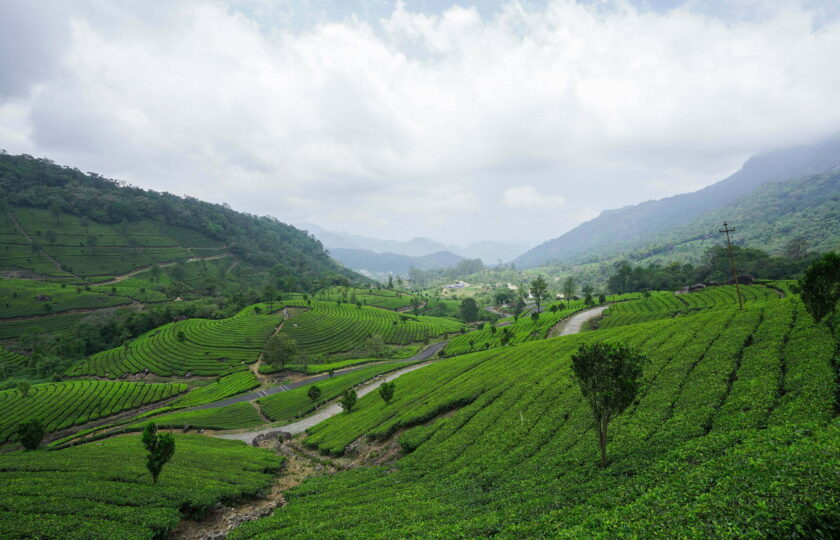 Best Hotels in Munnar, Complete Munnar Stay Guide