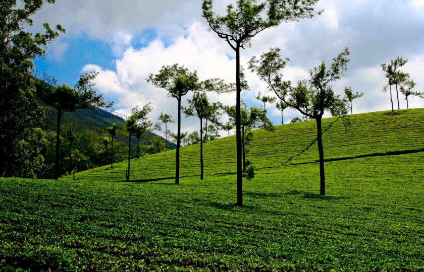 Weekend Holidays in Munnar | Family Stay at Tea Valley Resort