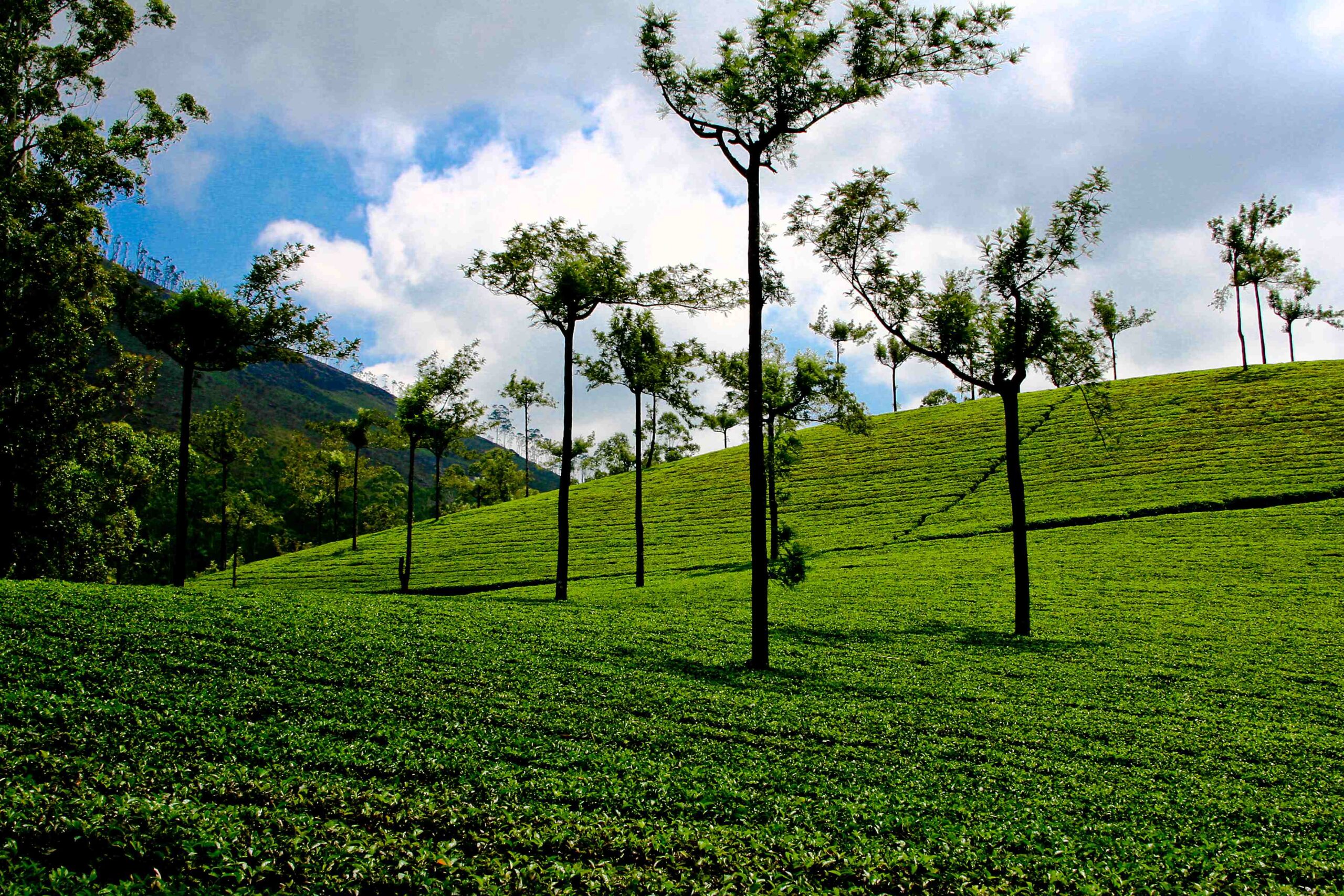 Weekend Holidays in Munnar | Family Stay at Tea Valley Resort